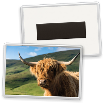 One-off jumbo photo magnet 90x60mm with a photo of a Highland cow, and the back with its magnetic strip